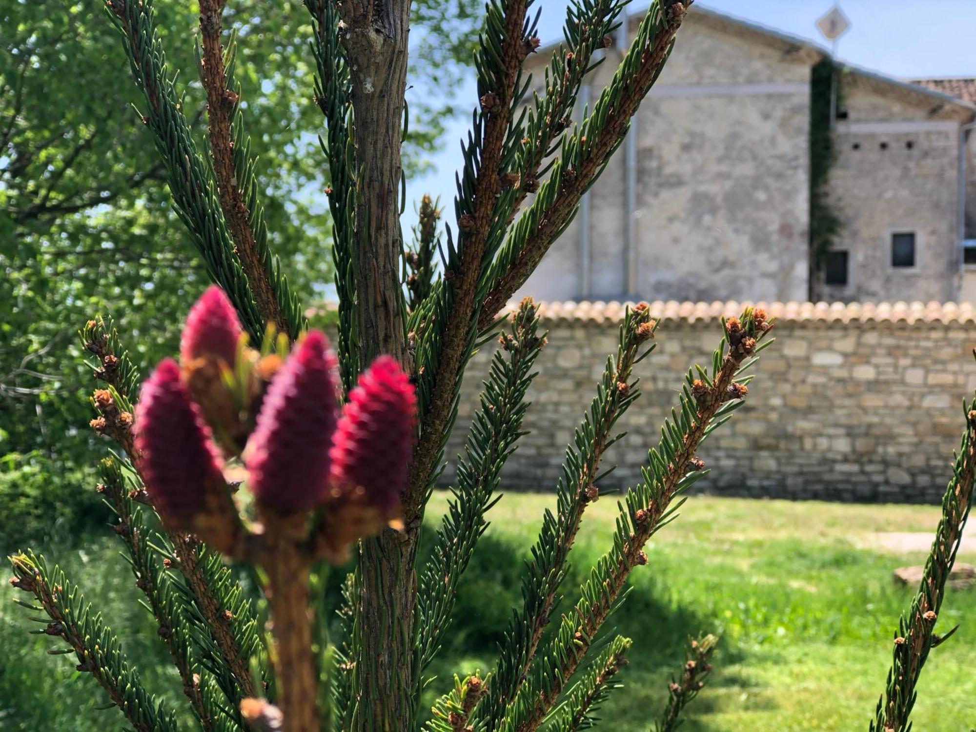 Antica Taverna Del Principe Sepino Dış mekan fotoğraf